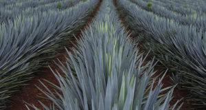 agave field